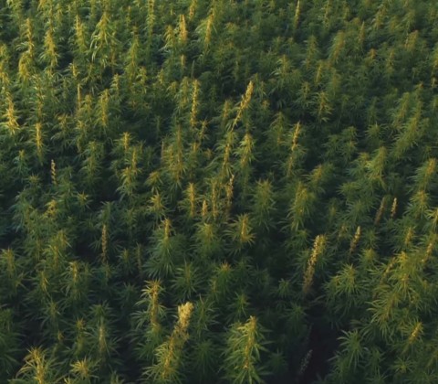 foto van een veld met marihuana