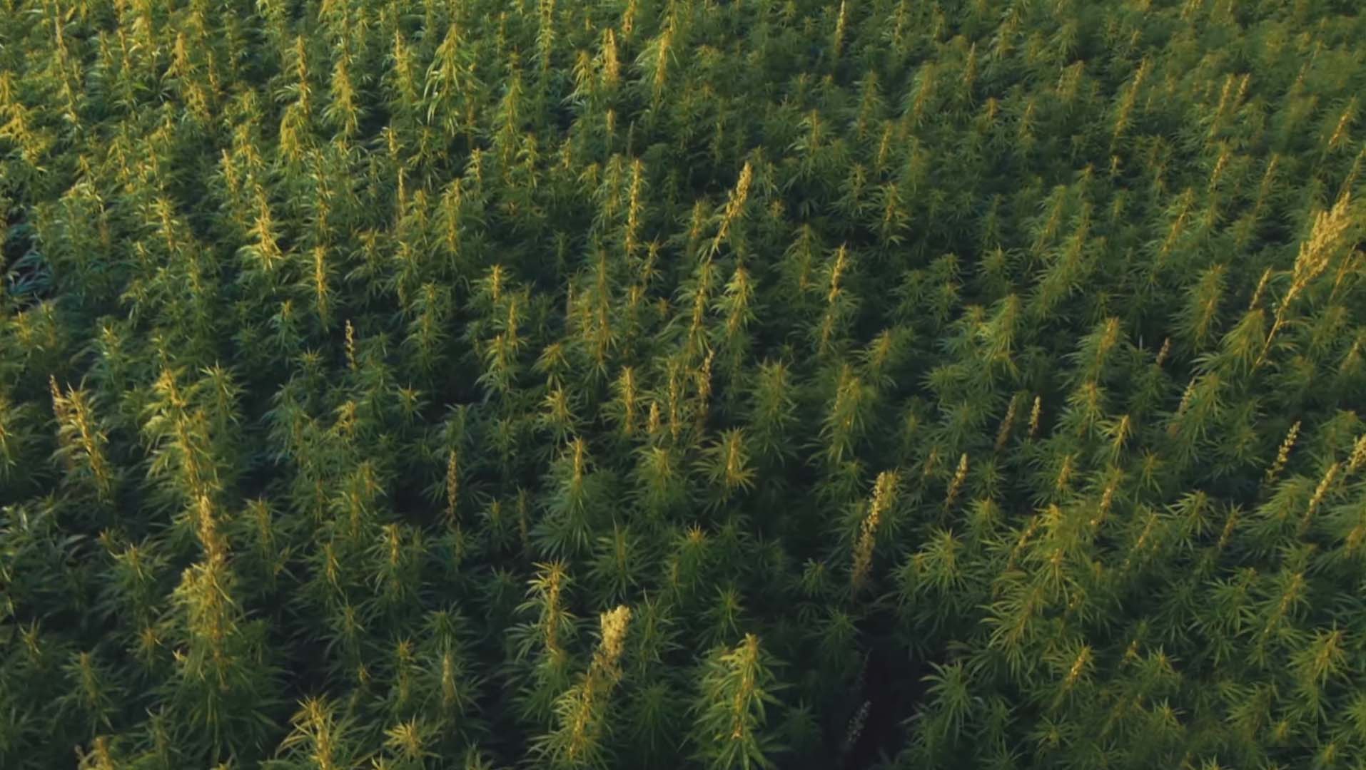 foto van een veld met marihuana